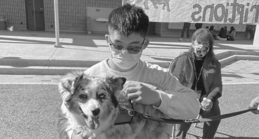 Senior Daniel Chou participated in the Wellness Center’s “Kindness to Our Furry Friends” event, working with certified therapy dog, Kensi. The event, which welcomed multiple dogs from different agencies, was held in the upper quad during lunch.